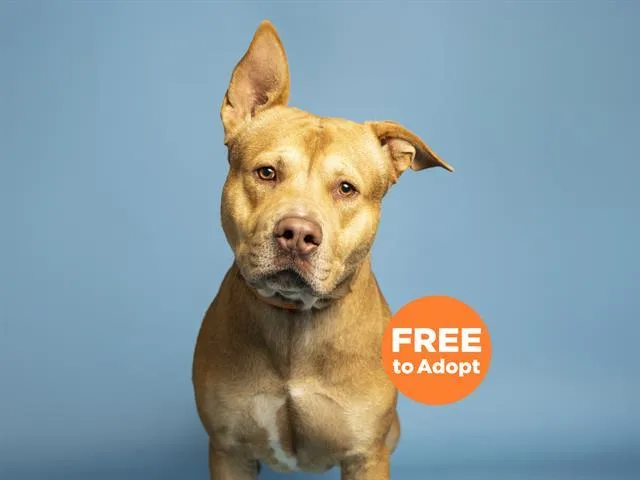 A young large-sized male Pit Bull Terrier dog named Kole for adoption in Phoenix, AZ