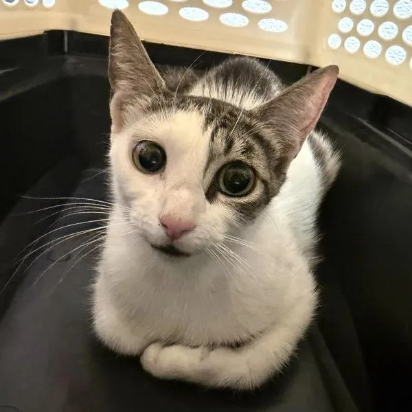 A young small-sized female Domestic Short Hair cat named Working Cat Mimosa for adoption in San Diego, CA