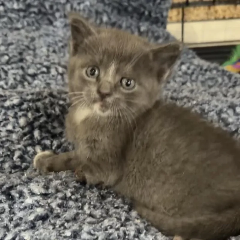 A baby small-sized male Gray / Blue / Silver Domestic Short Hair cat named Stub Muffin for adoption in Terre Haute, IN