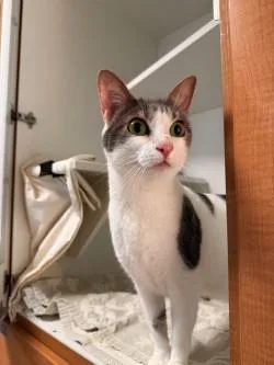 An adult small-sized female Domestic Short Hair cat named Bella for adoption in Savannah, GA
