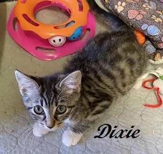 A baby medium-sized female Tabby (Brown / Chocolate) Tabby cat named Dixie for adoption in Southern Pines, NC