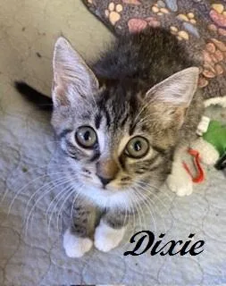Dixie thumbnail 2