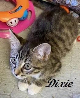Dixie thumbnail 3