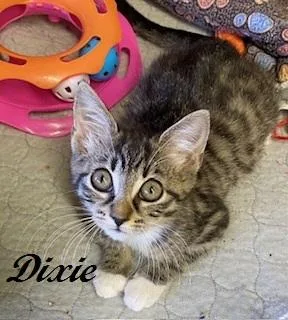 Dixie thumbnail 4