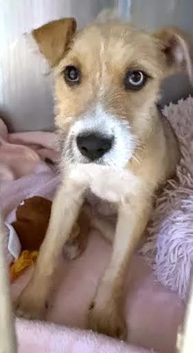 A baby medium-sized female Terrier dog named Butter for adoption in Washington, DC
