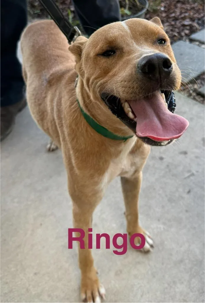 Ringo