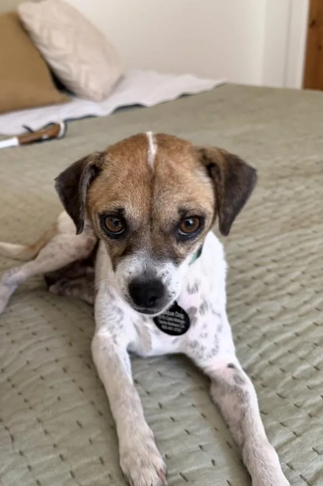 A young small-sized female Chihuahua dog named Maria for adoption in Santa Barbara, CA