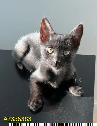 A baby small-sized female Domestic Short Hair cat named Mickey for adoption in West Palm Beach, FL
