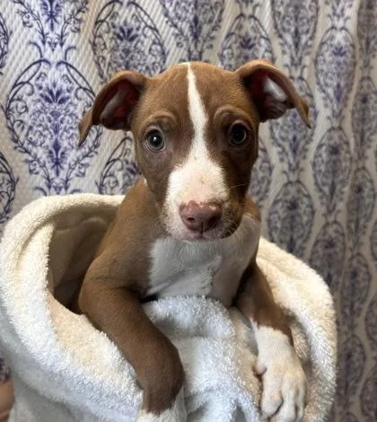 A baby small-sized male Terrier dog named Jinu for adoption in Honolulu, HI
