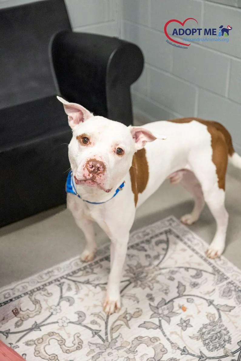An adult large-sized male White / Cream Mixed Breed dog named Kaine for adoption in Alexandria, VA