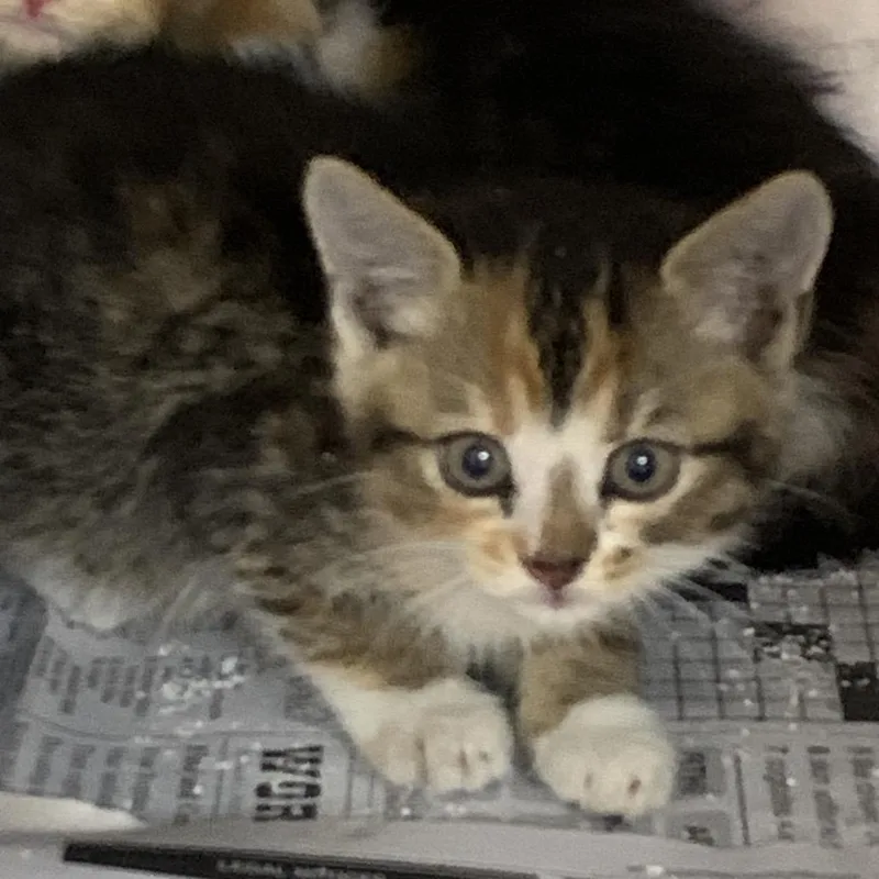 A baby small-sized female Calico Domestic Short Hair cat named Little Whiskey for adoption in Roxboro, NC