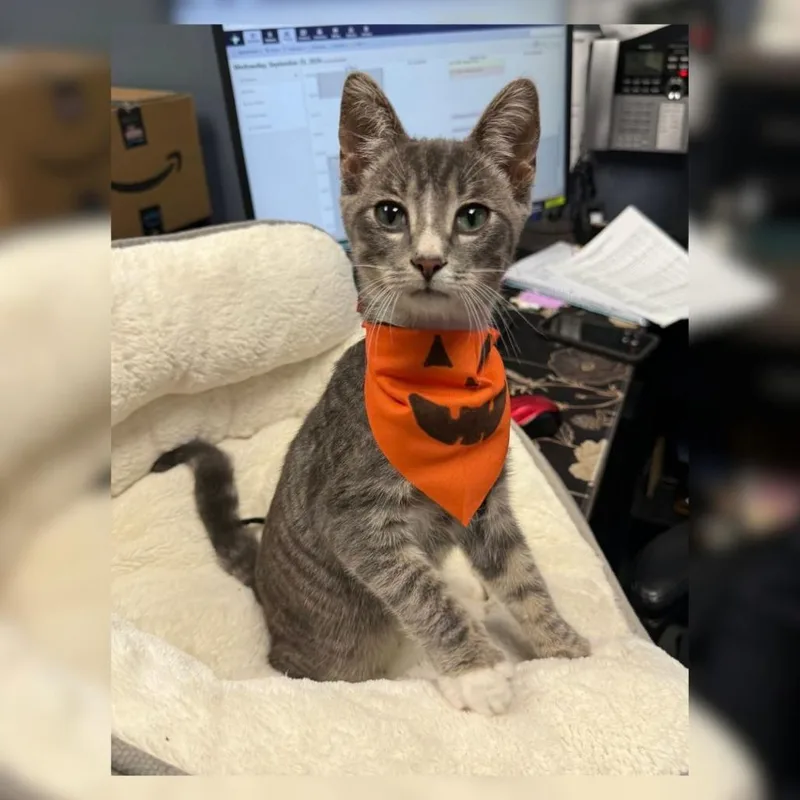 A baby small-sized male Gray / Blue / Silver Domestic Short Hair cat named Moon for adoption in Toledo, OH