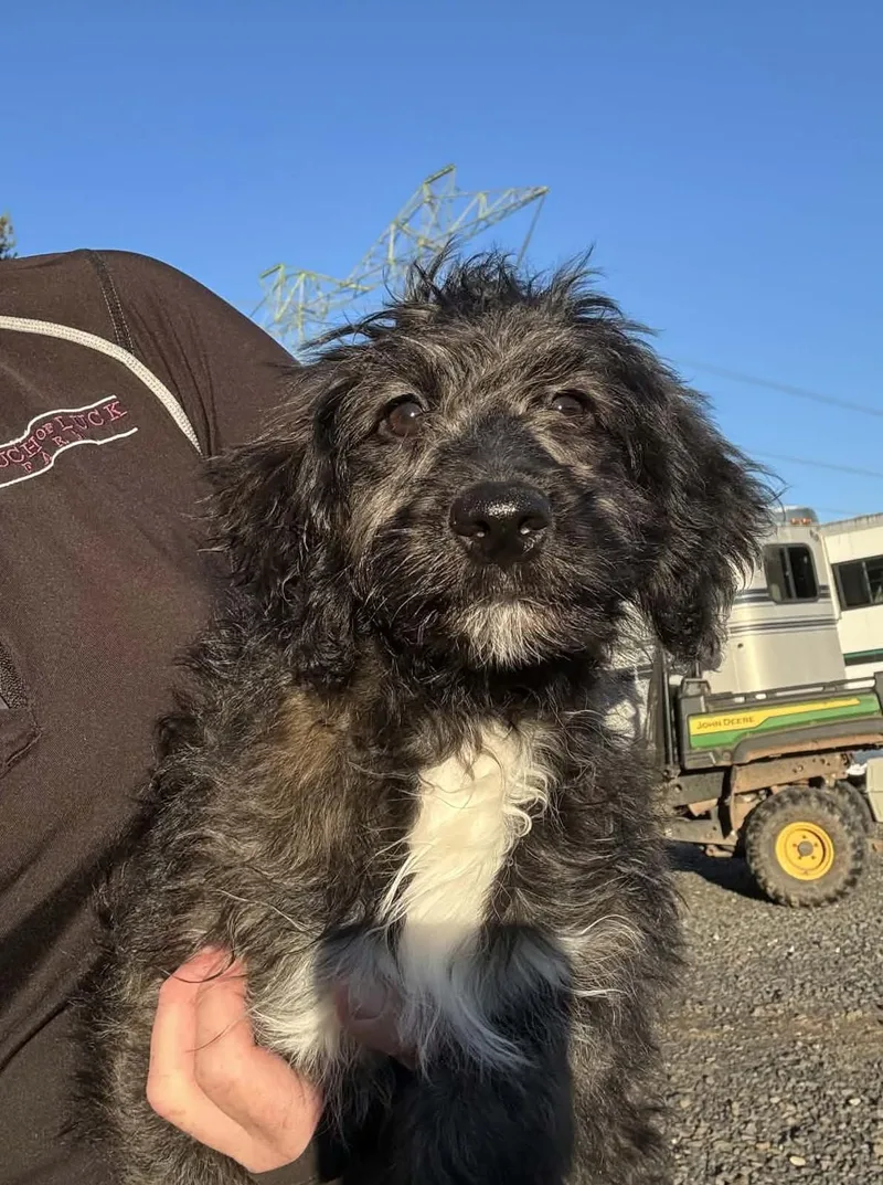 A baby small-sized female Australian Shepherd dog named Felicia for adoption in Havertown, PA