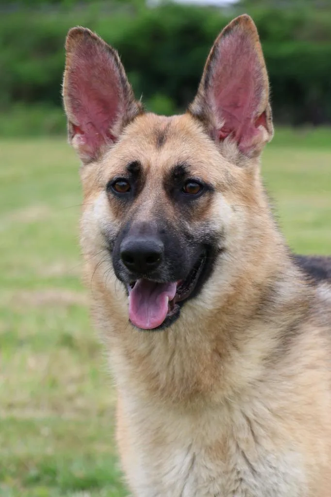 A young large-sized female Mixed Breed dog named Boggie for adoption in Columbia, TN