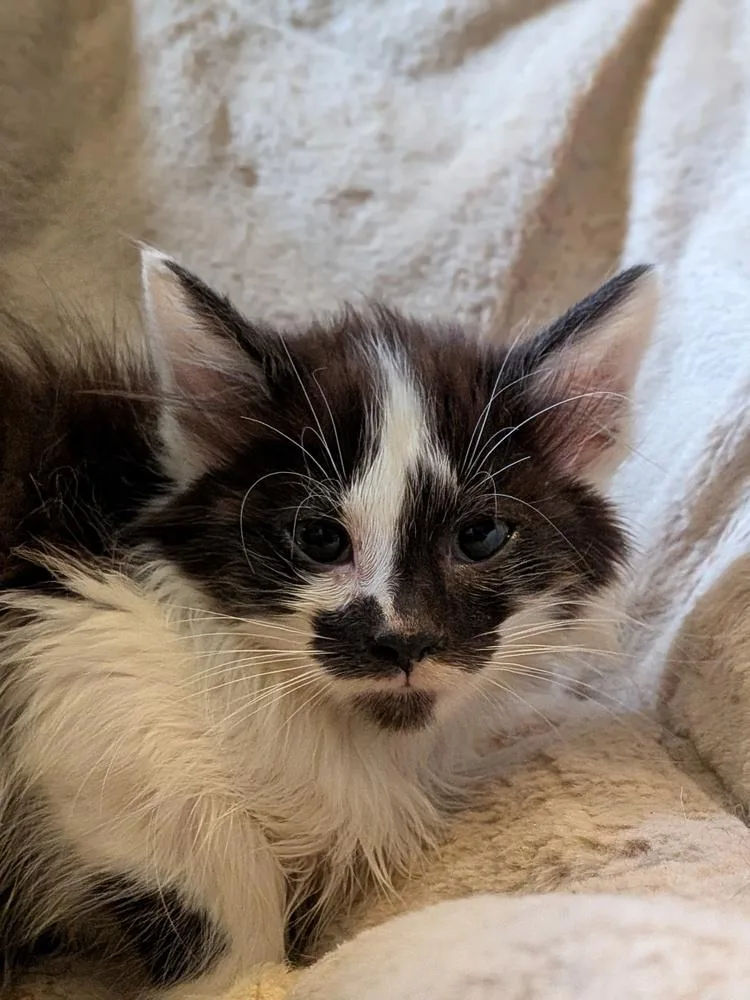 Jersey Giant thumbnail 3