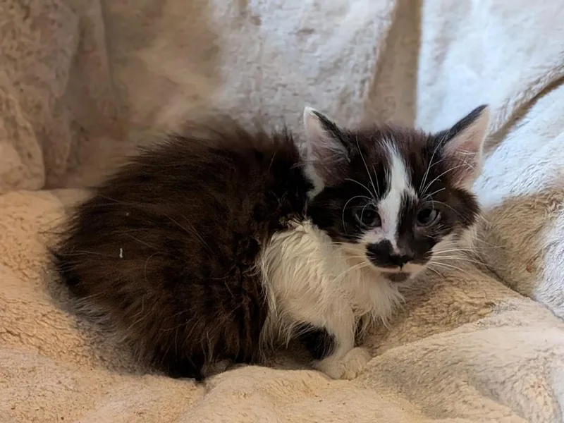 Jersey Giant thumbnail 4