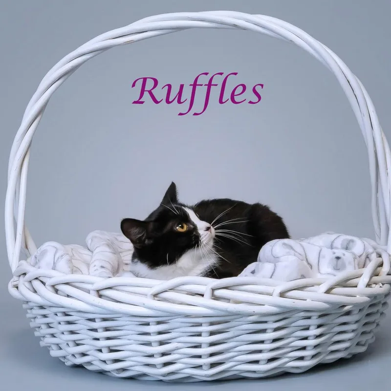 A young small-sized female Black Domestic Short Hair cat named Ruffles C for adoption in Lebanon, TN