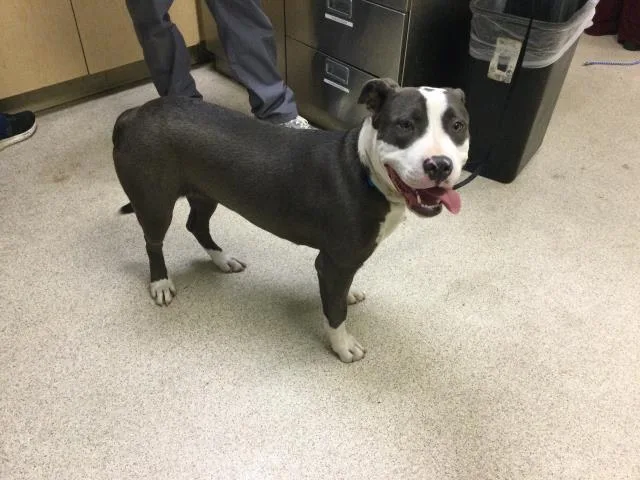 A young large-sized female Pit Bull Terrier dog named Girl for adoption in Riverside, CA