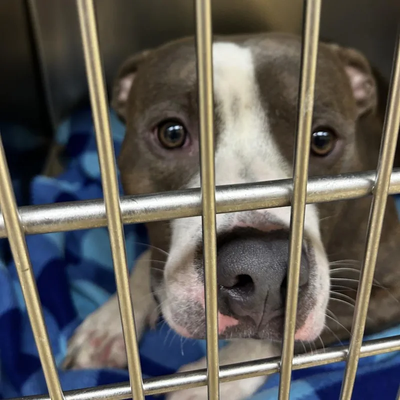 An adult medium-sized male Gray / Blue / Silver Mixed Breed dog named Soldier for adoption in Winston-Salem, NC