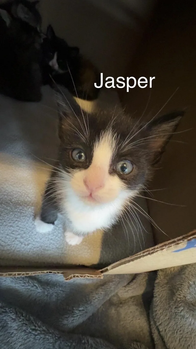 Jasper thumbnail 2