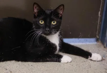 A young small-sized female Domestic Short Hair cat named LuLu for adoption in Verona, WI