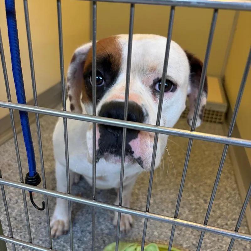 An adult medium-sized male White / Cream Mixed Breed dog named Chester for adoption in Red House, WV
