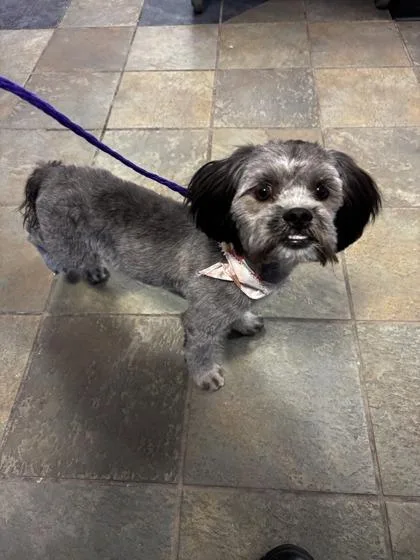 A young small-sized male Gray / Blue / Silver Shih Tzu dog named 61026630 for adoption in El Paso, TX