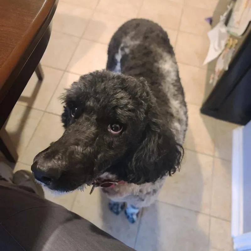 An adult medium-sized female White / Cream Standard Poodle dog named Cici for adoption in Warren, RI
