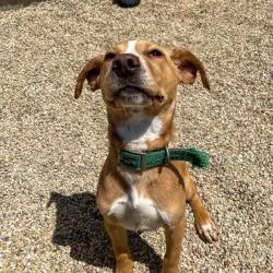 A young medium-sized female Yellow / Tan / Blond / Fawn Labrador Retriever dog named Opera for adoption in Matteson, IL