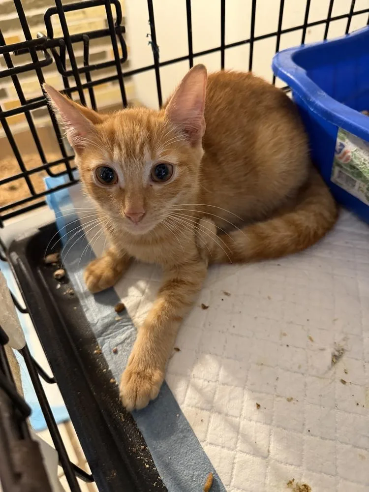 A baby small-sized male Tabby (Orange / Red) Domestic Short Hair cat named Sylvester for adoption in Hudson, NH