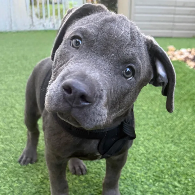 Floyd