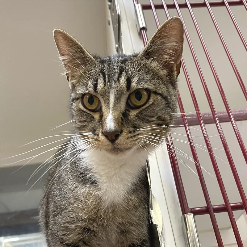 An adult medium-sized male Gray / Blue / Silver Domestic Short Hair cat named Augustus for adoption in Cheyenne, WY