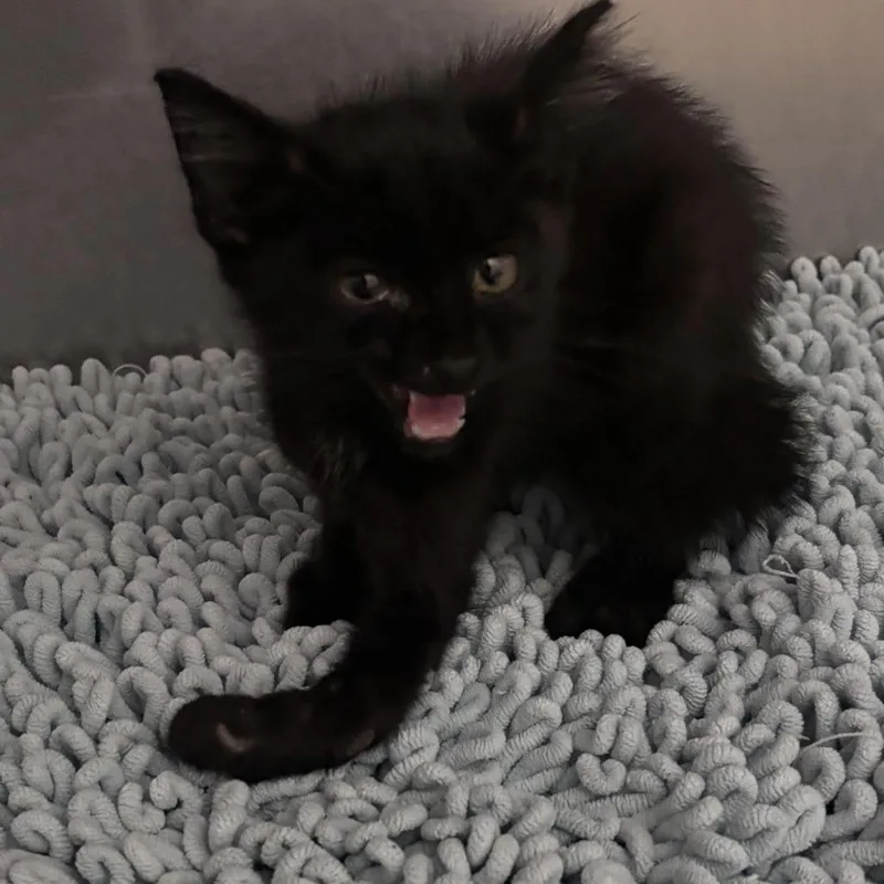 A baby medium-sized male Black Domestic Medium Hair cat named Sparky for adoption in Ottawa, KS