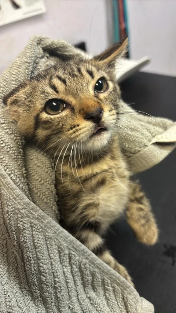 A baby medium-sized male Domestic Short Hair cat named Newton for adoption in New Braunfels, TX