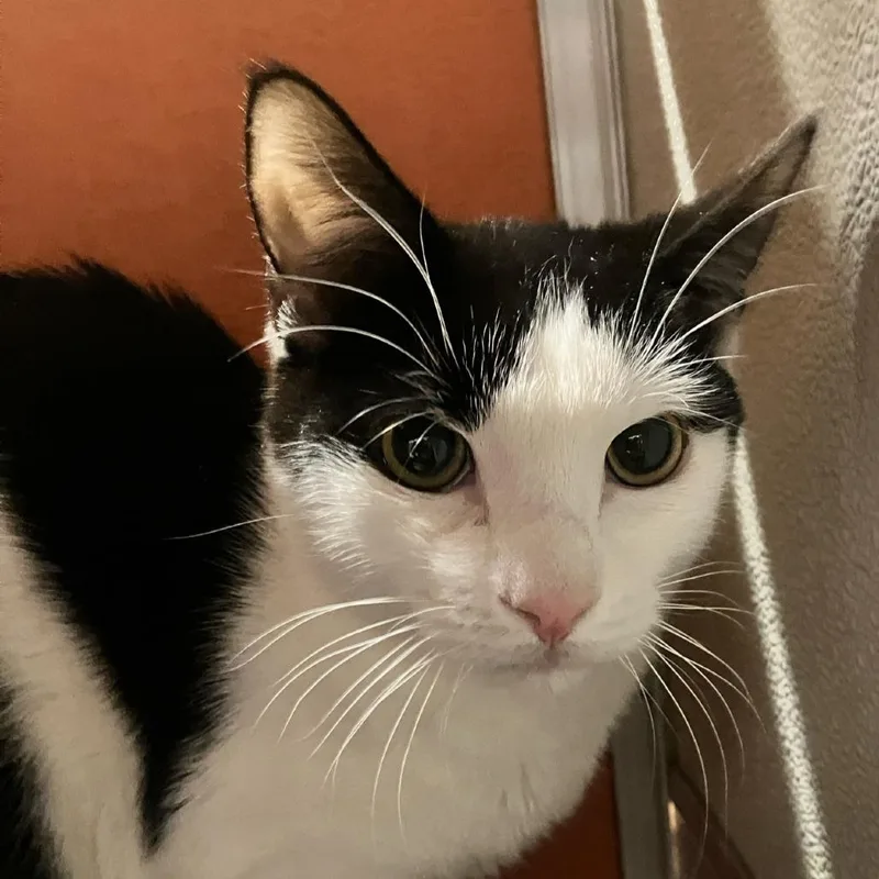 A young medium-sized male Black Domestic Short Hair cat named Kel for adoption in Briarcliff Manor, NY