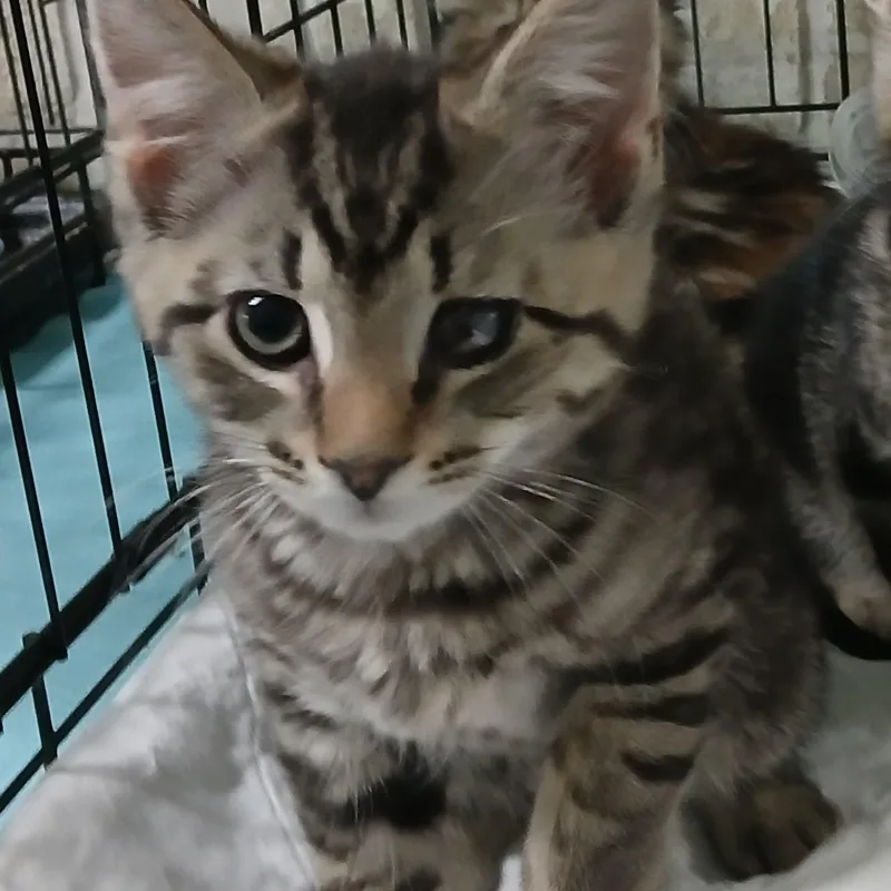 A baby medium-sized male Brown / Chocolate Domestic Short Hair cat named Pooh for adoption in Germansville, PA
