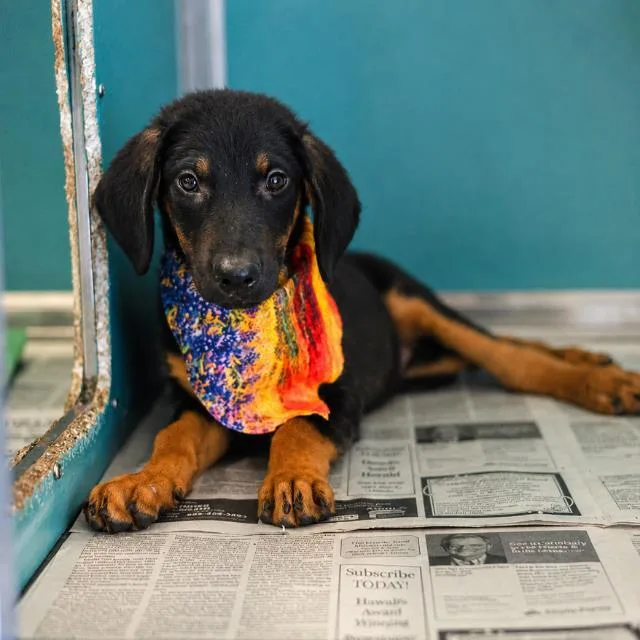A baby medium-sized male Miniature Pinscher dog named Wesley for adoption in San Antonio, TX