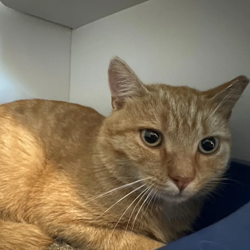 An adult medium-sized male Orange / Red Domestic Short Hair cat named Mitchell for adoption in Matteson, IL