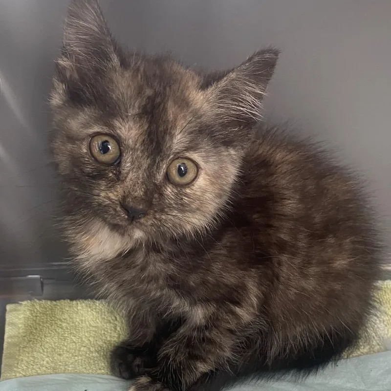 A baby small-sized female Black Domestic Short Hair cat named Jane for adoption in Chapel Hill, NC