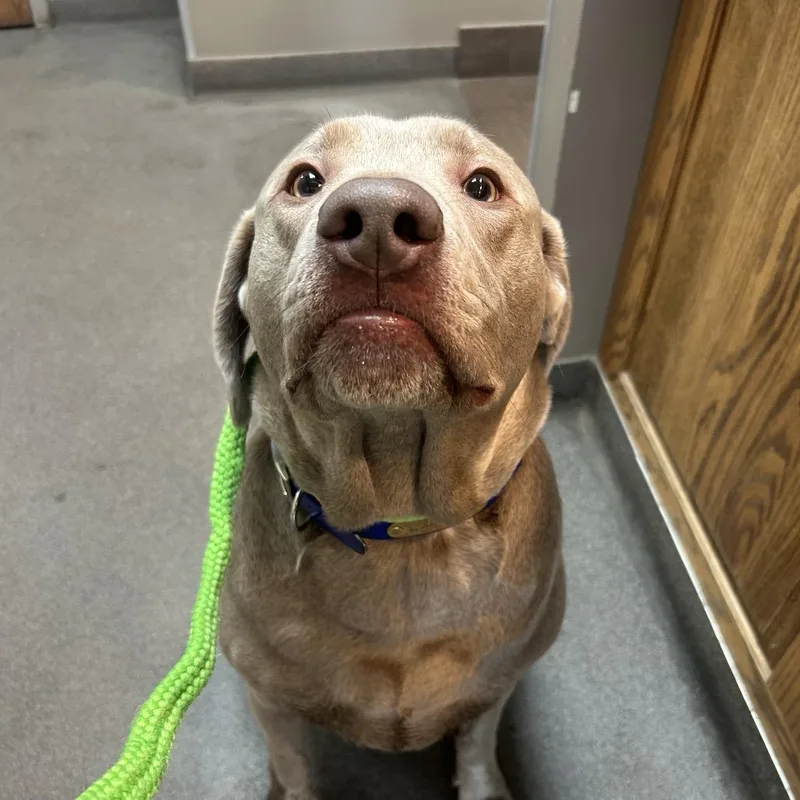An adult large-sized male Gray / Blue / Silver Labrador Retriever dog named Max Pp for adoption in St Joseph, MO
