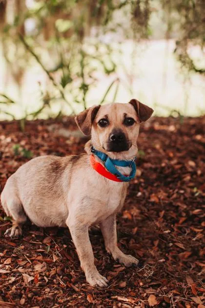 An adult small-sized female Chihuahua dog named a Rosie for adoption in North Charleston, SC