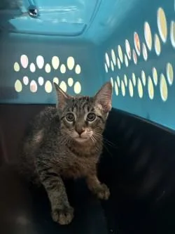 A baby medium-sized male Domestic Short Hair cat named Smores for adoption in Longmont, CO