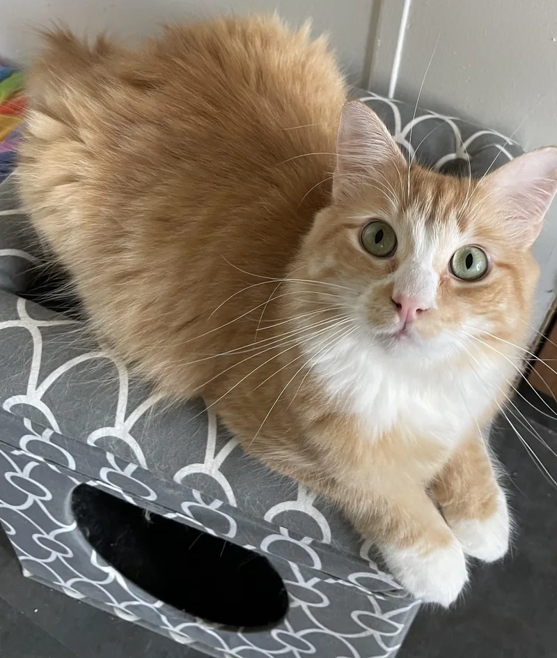 An adult large-sized male Orange & White Domestic Long Hair cat named Thor for adoption in Watonga, OK