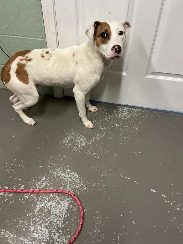 A young medium-sized female Mixed Breed dog named Liv for adoption in Dyersburg, TN