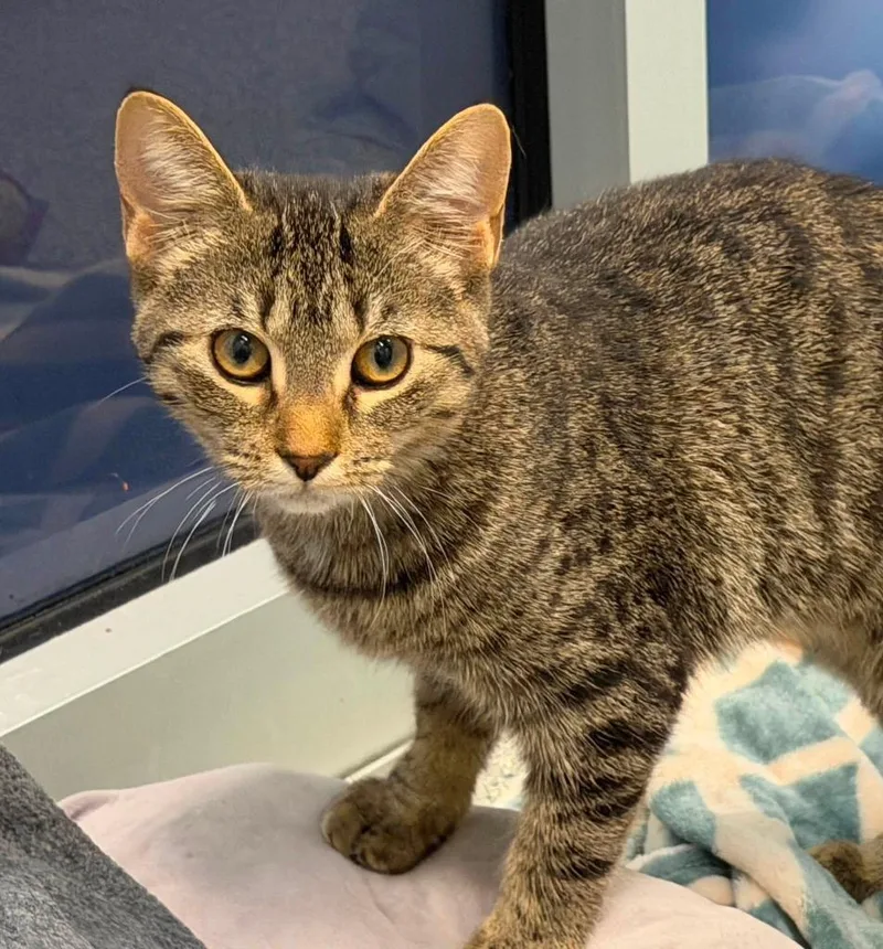 A baby medium-sized female Domestic Short Hair cat named Valeria for adoption in Columbia, IL