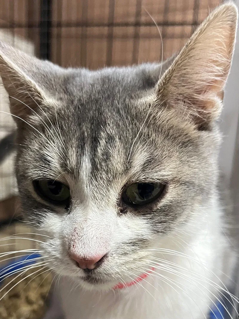 An adult medium-sized female Domestic Short Hair cat named Aurora for adoption in Phoenix, AZ