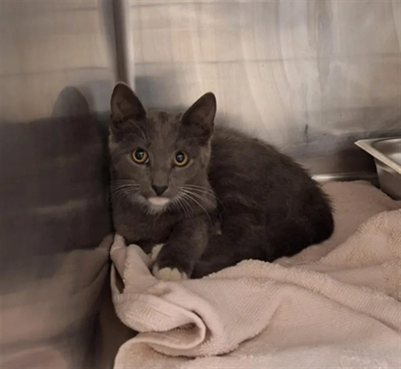 A young small-sized female Domestic Short Hair cat named Amayah for adoption in Hagerstown, MD
