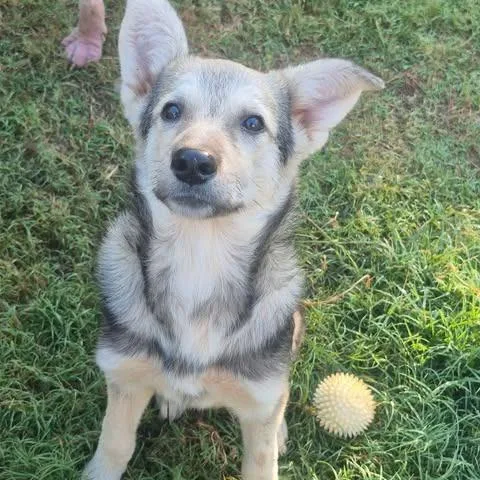 A young small-sized male Shepherd dog named Oskar for adoption in Dover, AR