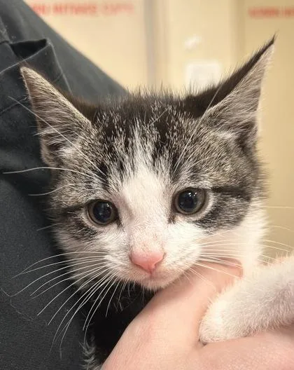 A baby small-sized male Domestic Short Hair cat named Justin for adoption in Fishers, IN