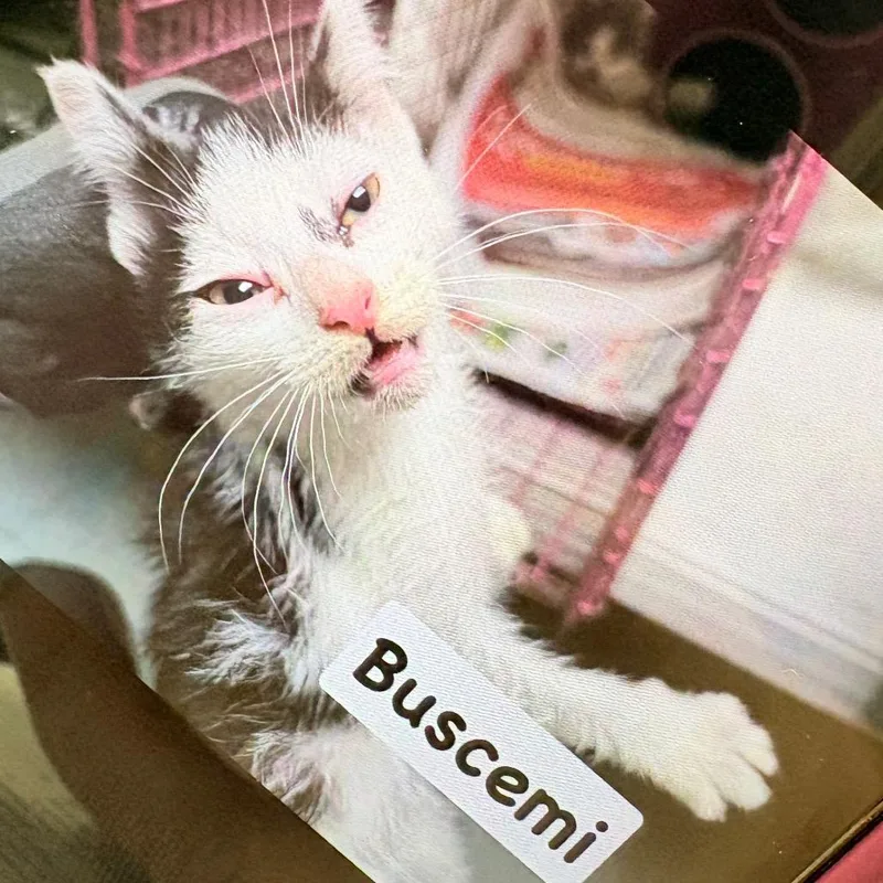 A baby small-sized female Black Domestic Short Hair cat named Buscemi for adoption in Philadelphia, PA